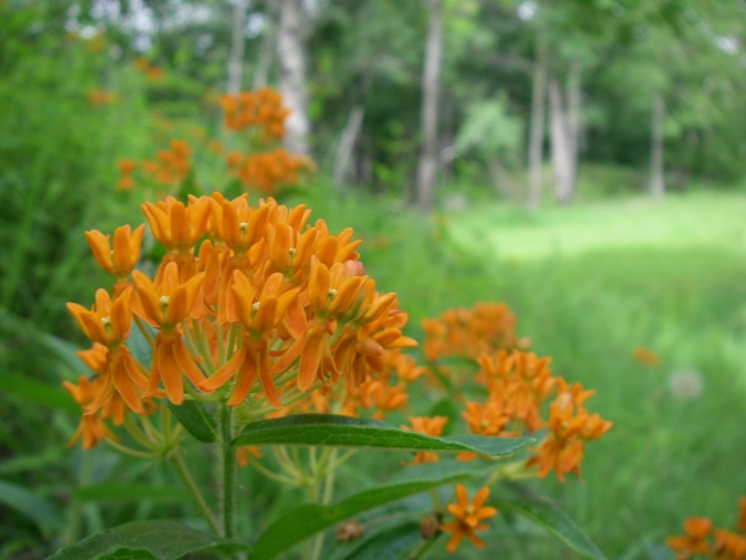 The grand finale, this milkweed takes the show. A beautiful milkweed for your garden, this species form clumps instead of spreading widely.