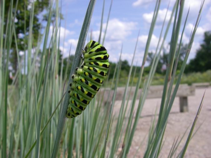 A swallowtail caterpillar I found in the native plant beds in the parking lot at Marsh View Park this morning.