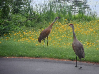 Sandhill cranes on the shores of Lost Lake Nature Park.