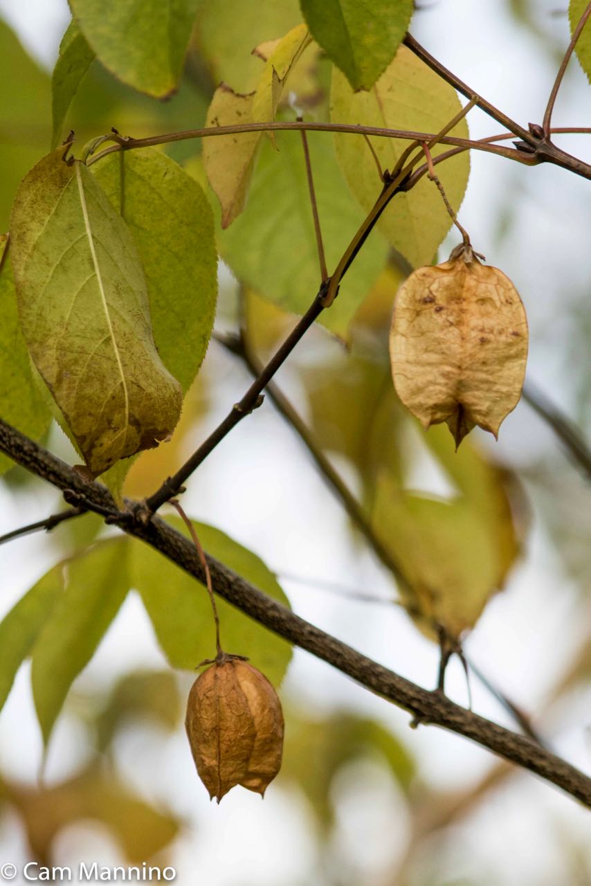 Bladdernut2 | Natural Areas Notebook