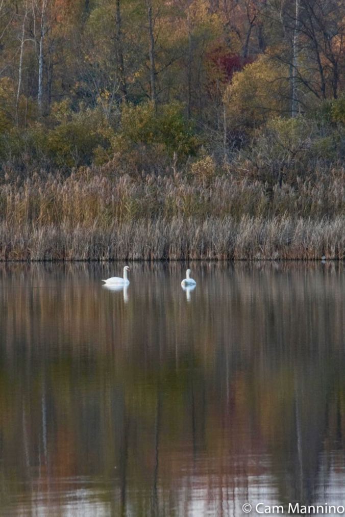 OUT AND ABOUT IN OAKLAND November’s Austere Beauty at Draper Twin Lake