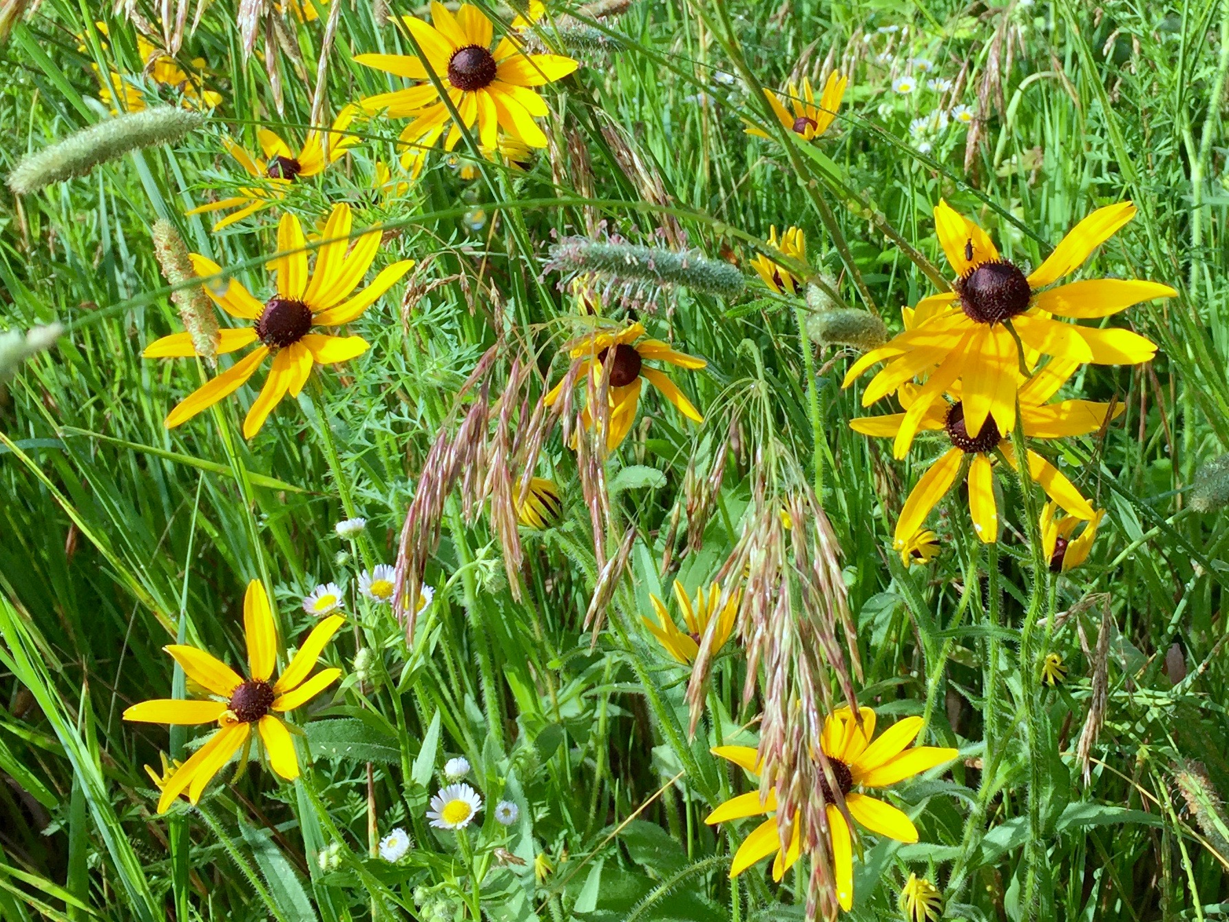 DRAPER TWIN LAKE PARK Fledglings, Hardworking Parents, Native Blooms