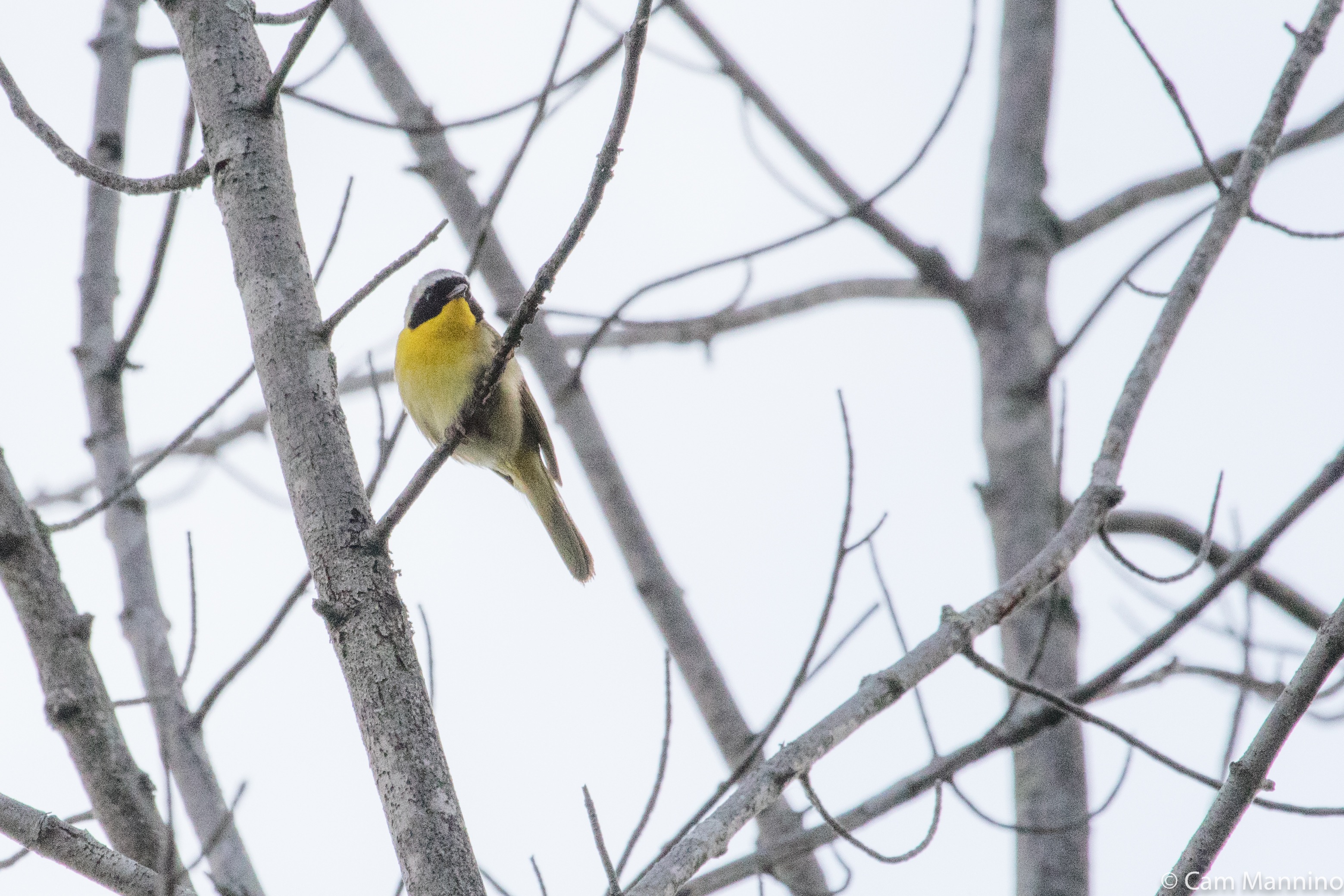 DRAPER TWIN LAKE PARK Fledglings, Hardworking Parents, Native Blooms