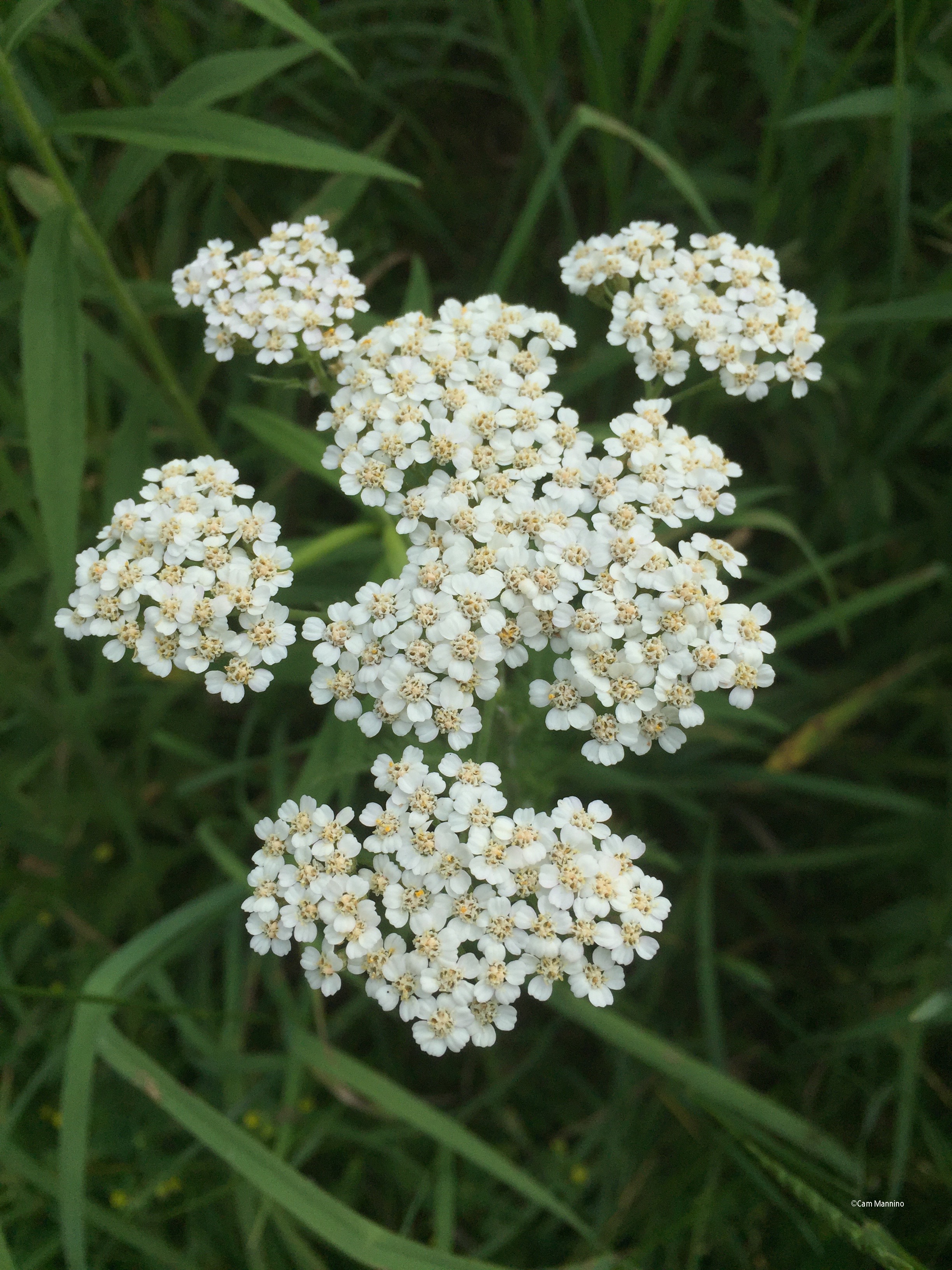 DRAPER TWIN LAKE PARK Fledglings, Hardworking Parents, Native Blooms