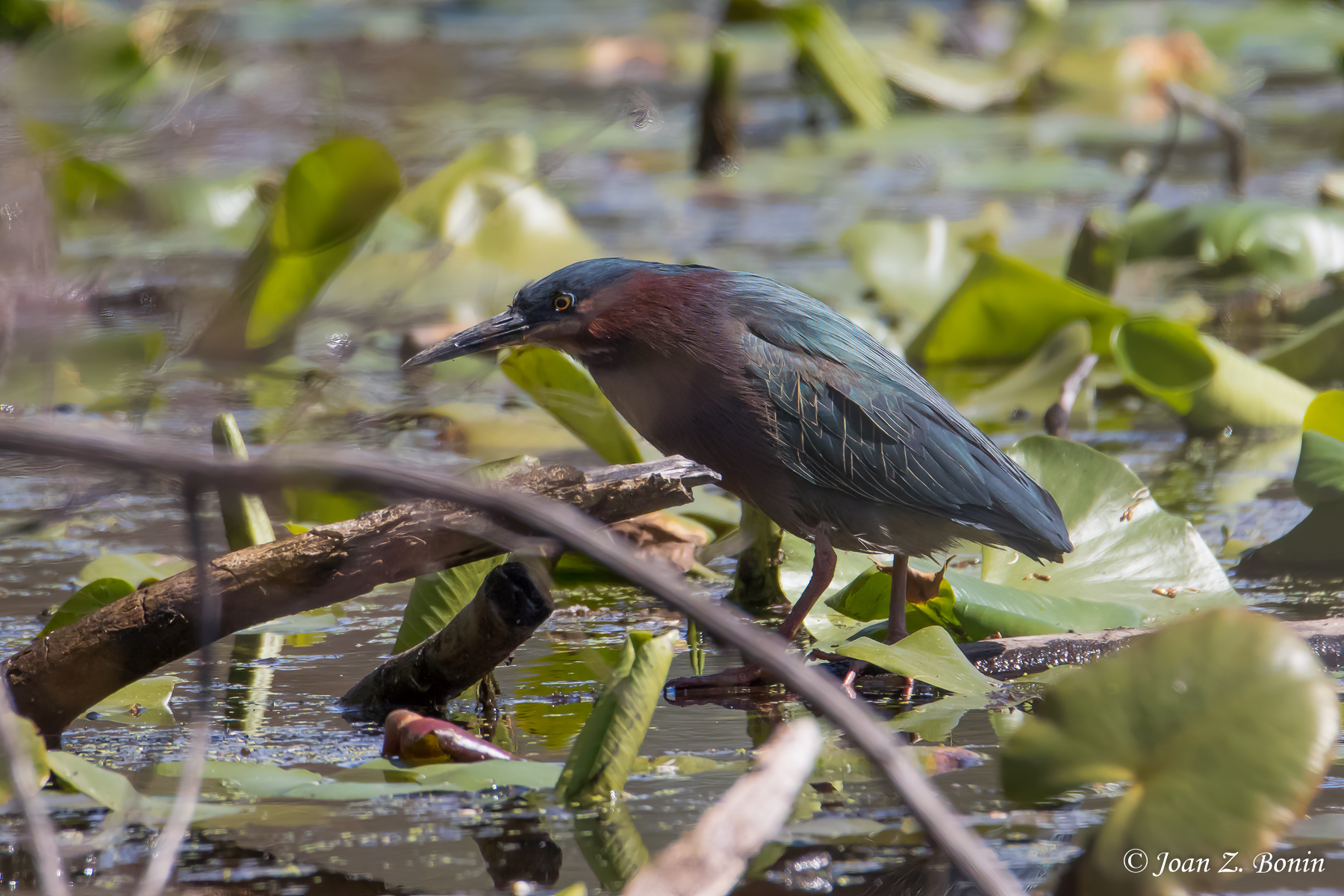 Birds, Butterflies, A Few Blossoms and Basking Turtles: Circling the ...