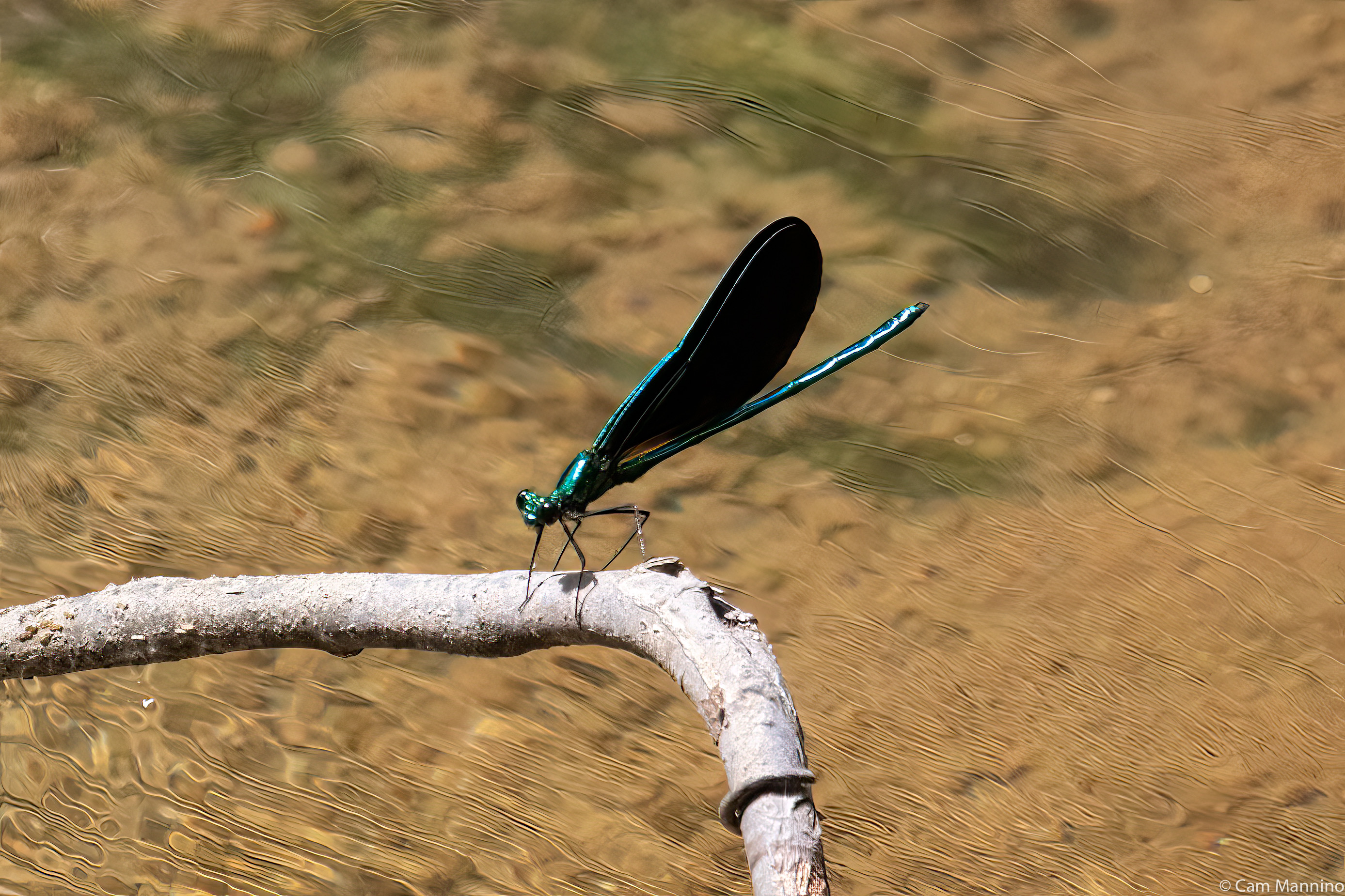 Shawnee Insect Stony Creek Ravine: Insects! The Good, the Not-all-Bad, and the Really ...