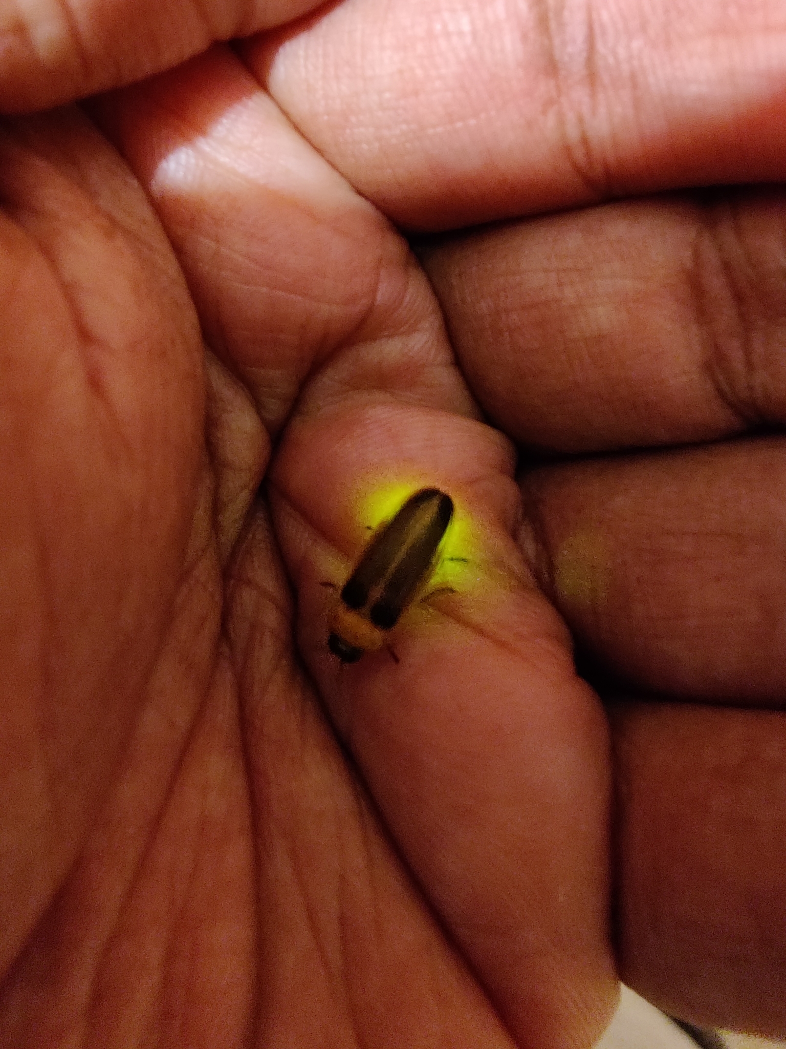 Stony Creek Ravine: Insects! The Good, the Not-all-Bad, and the Really ...
