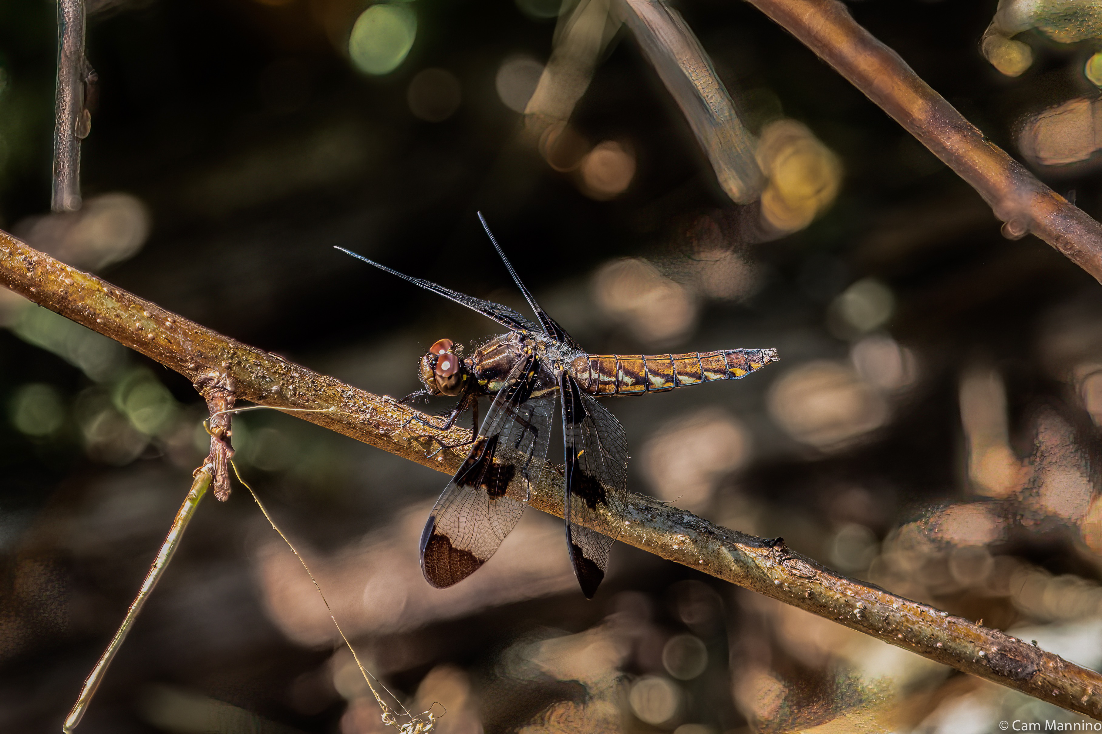 Watershed Ridge Park: Aflutter with Small Wings | Natural Areas Notebook