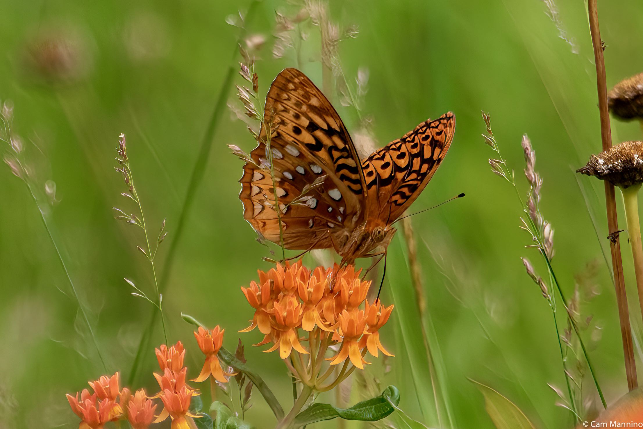 Watershed Ridge Park: Aflutter with Small Wings | Natural Areas Notebook
