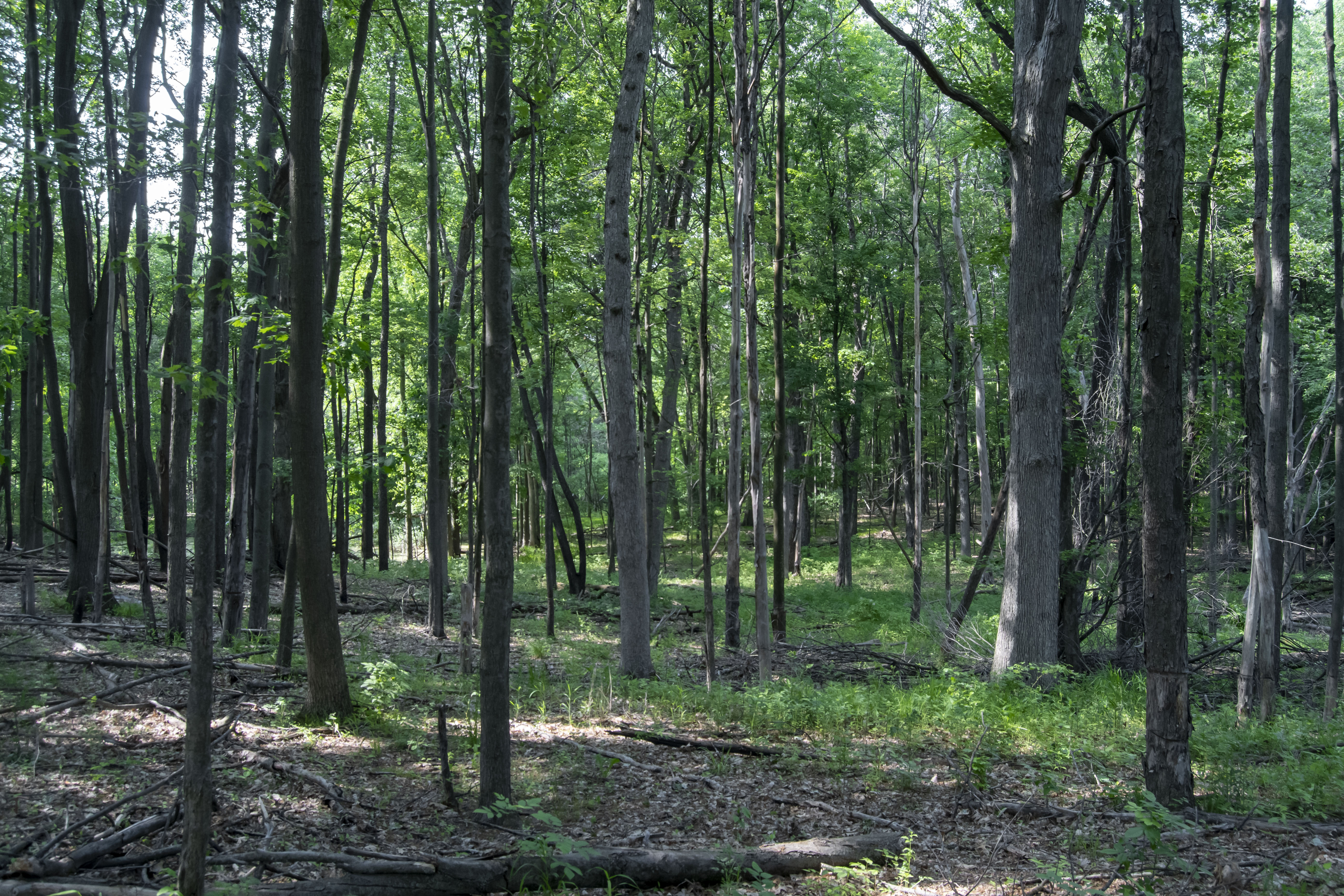 Forest Ridge A Tribute to Summer at Watershed Ridge Park | Natural Areas Notebook